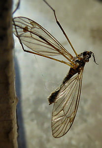Mosquito, macro, vleugels, bug