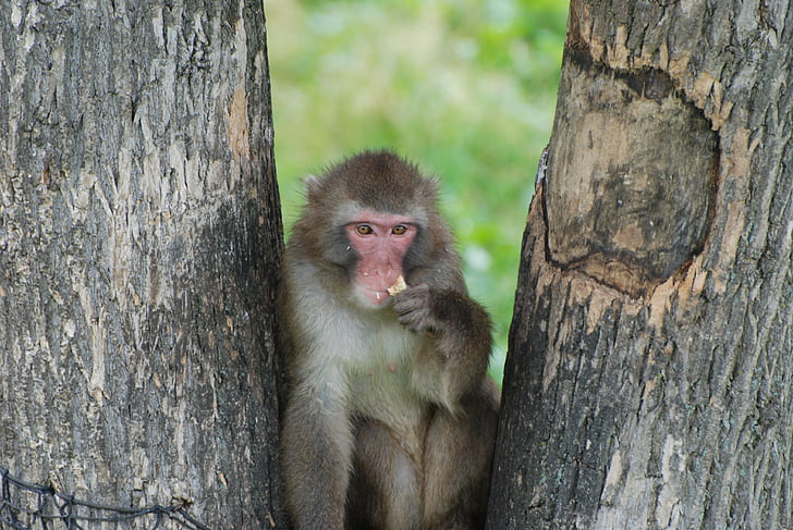 monkey, macaque, animal, tree, primate, forest, mammal