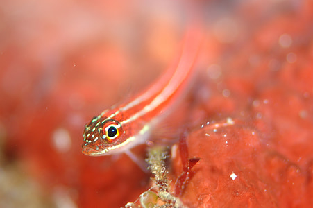 goby, underwater life, sea, diving