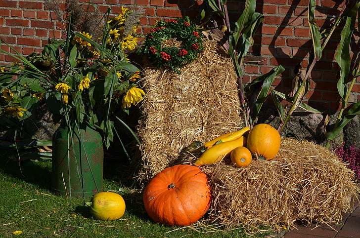 Thanksgiving, gresskar, høst dekorasjon, høst