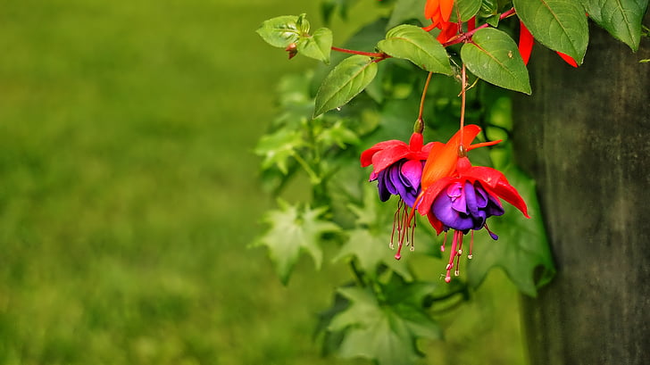bunga, Fuchsia, ungu, merah, musim panas, kelopak bunga, berbunga