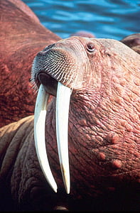 rosmarus, odobenus, head, male, walrus, animals, fauna