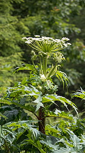Hogweed, planta venenosa, natureza, planta selvagem, tóxico, hogweed gigante, planta