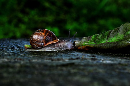 snails, gümüşhane, macro, animal, zigana, nature, snail