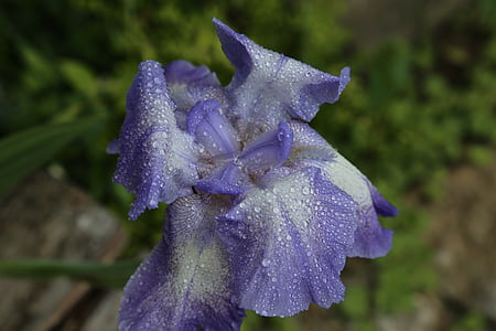 Iris, kwiat, Bloom, niebieski, Zamknij, Iridaceae, po deszczu