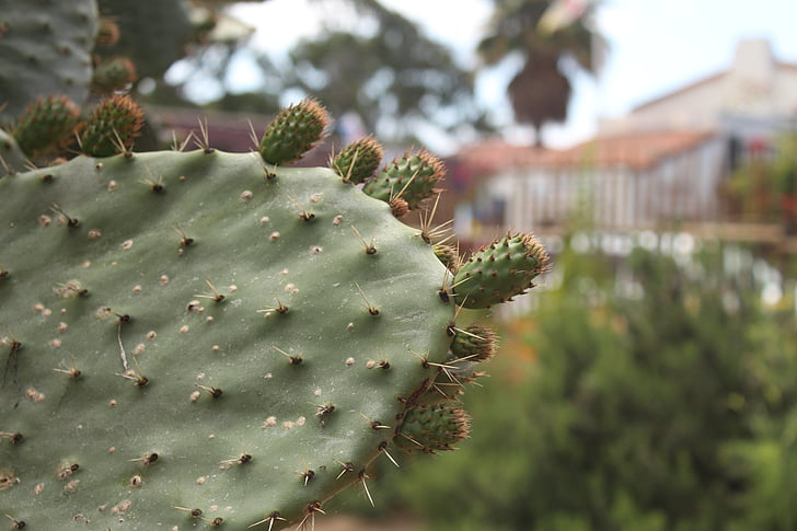 cactus, naturaleza, desierto, flor, verde, planta, espina
