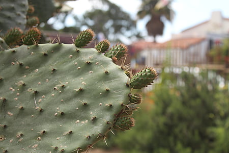 cactus, nature, desert, flower, green, plant, thorn