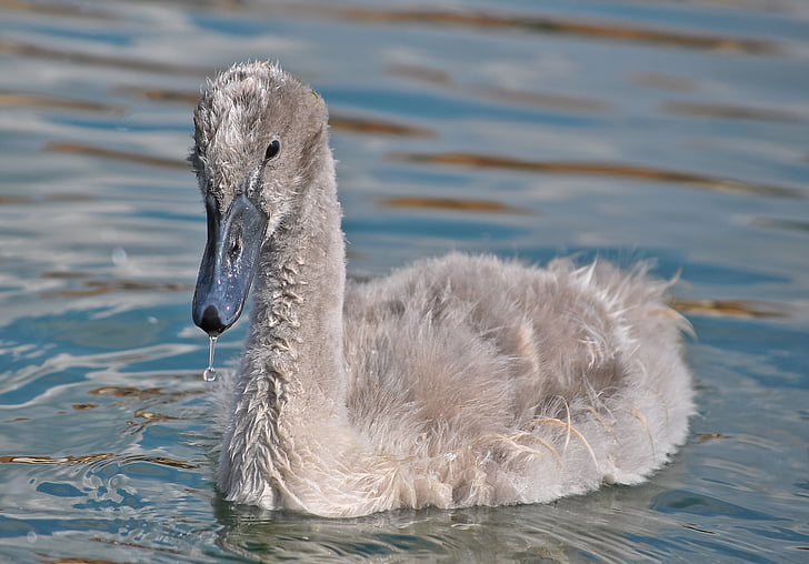 swan, animal, water, bird, young, lake, switzerland