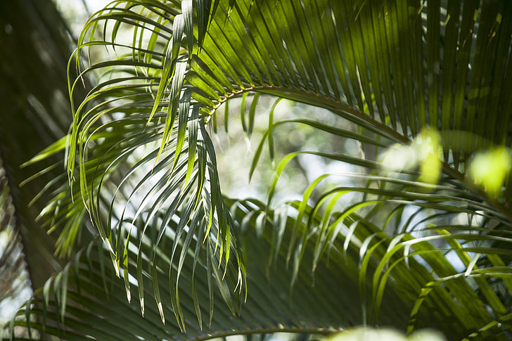 Palm, fa, zöld, levelek, természet, levél, pálmafa