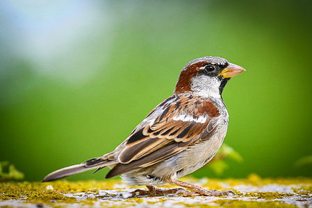 Sparrow, hewan potret, burung, Tutup