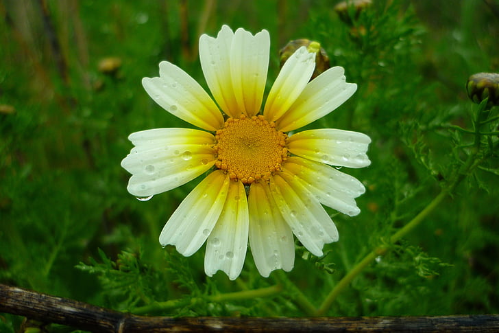daisy, field, rain, drops, yellow, atalaya, flower