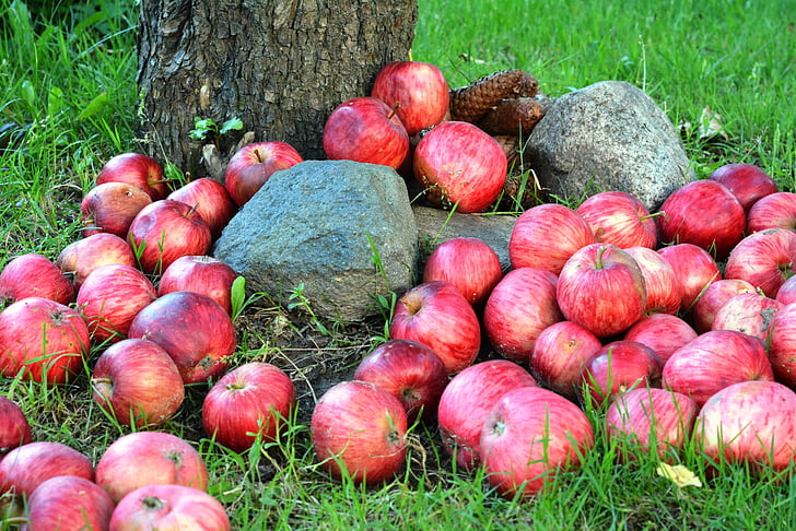 l'agricultura, pomes, Lot, close-up, color, deliciós, dieta