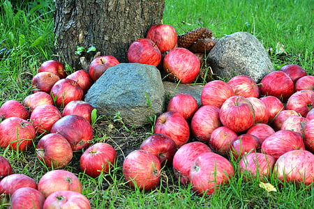 Apple, epler, frukt, gresset, trist, hage, rød