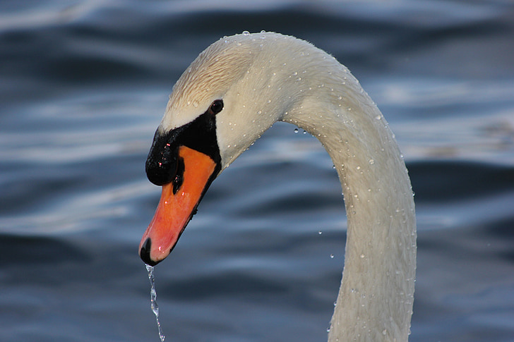 swan, animal, water bird, duck bird, animal world, lake, gooseneck