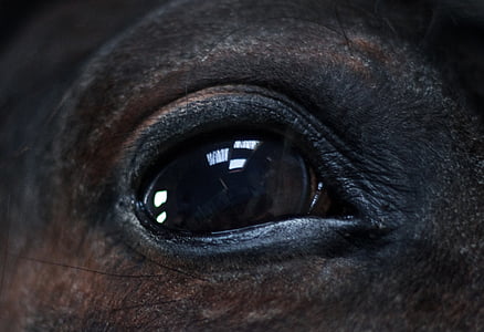 ló, szem, közelről, fekete, állat, közeli kép:, egy állat