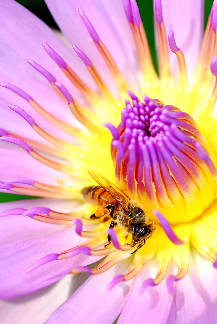 bee, insects, lotus, plants, affix, macro
