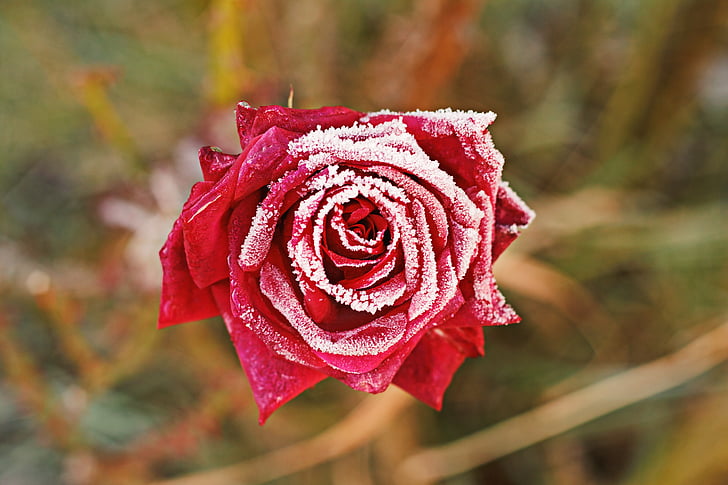 Rose, fleur, rose rouge, hiver, nature, rouge