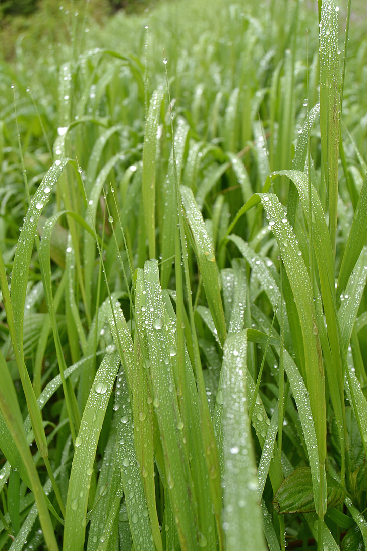 herba, camp de gespa, gotetes, gota d'aigua, herba verda, fulles, temps