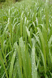 草, 芝生のフィールド, 液滴, 一滴の水, 緑の草, ブレード, 天気