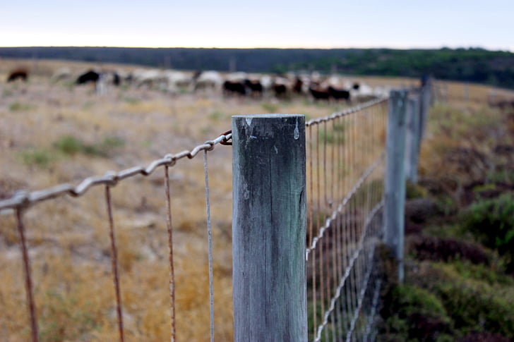 животни, биволско, крави, ферма, ограда, стадо, сутрин