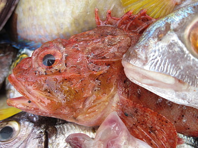 ryby, Frisch, Fang, czerwony, morze, Targ rybny, rynku