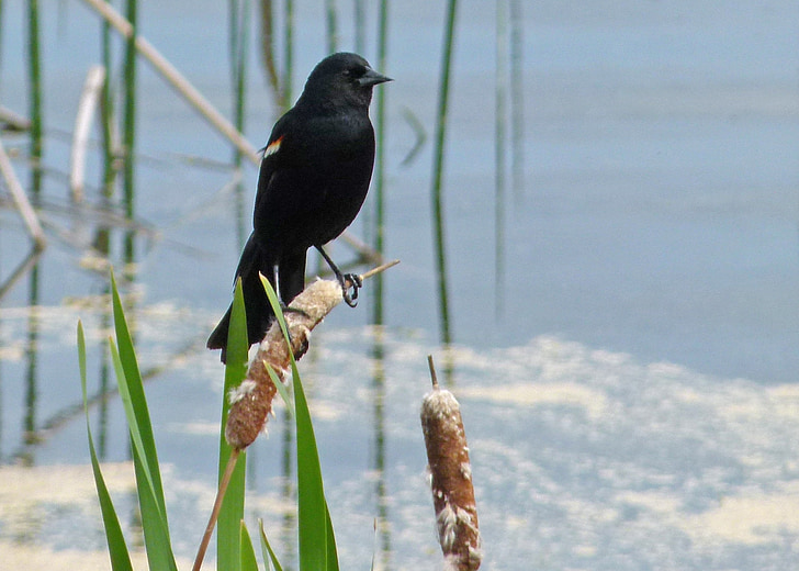 svart, fuglen, våtmarksområde, myr, Williams lake, britisk columbia, Canada