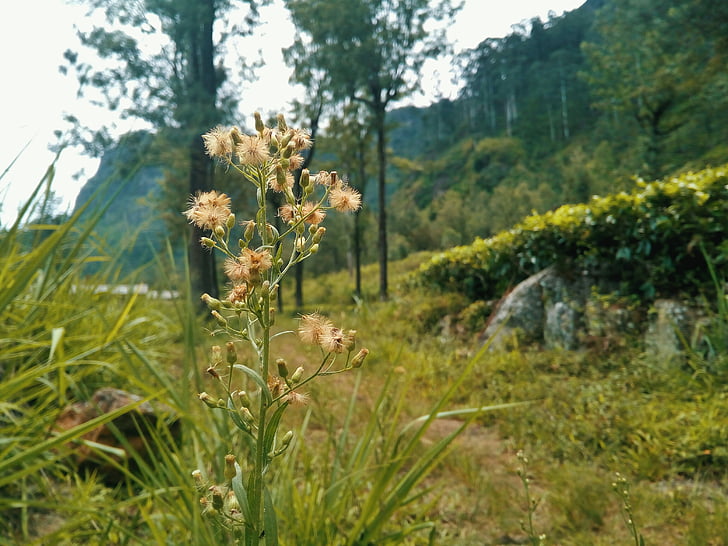 Natura, kwiat, Sri lanka, roślina, ogród, Sri, Lanka