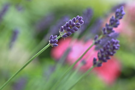 laventeli, Laventelin kukkia, Blossom, Bloom, kukka, Violet, violetti