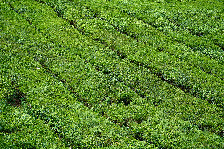 čaj, čajne plantaže, čudovito, tekstura, krajine, vrt, narave