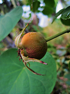 плоды шиповника, бедра, Дикий шиповник, Роза, оранжевый, Розовое яблоко