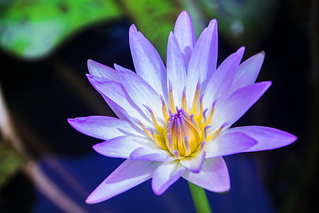 Lotus, lirio de agua, Bud, estanque, flor, flor, acuática