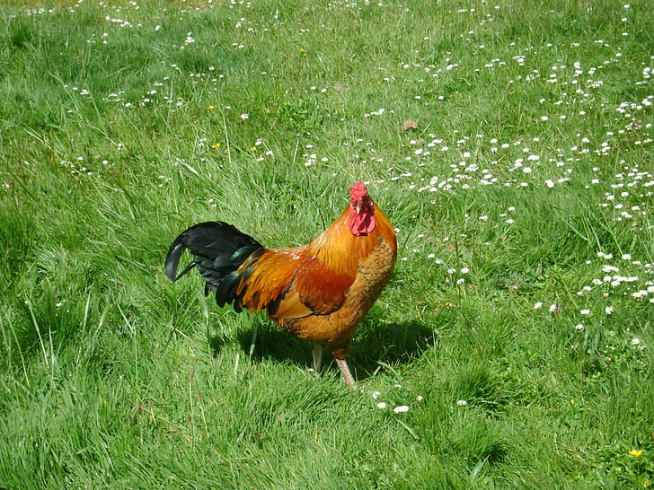 chicken, fowl, poultry, bird, red, nature, rooster