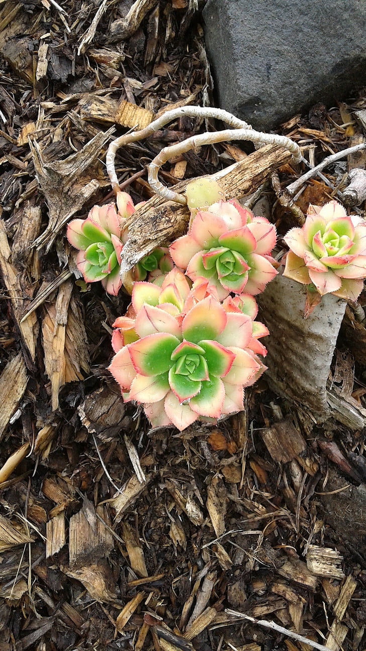 hens and chicks, flower, succulents, heart shape, valentine's day - holiday, close-up, day