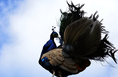 Peacock, bộ gà, Pavo cristatus, con chim, chim cảnh, bộ lông, giống như gà lôi