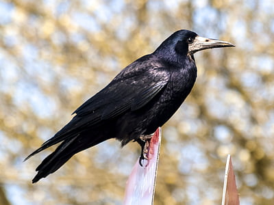 rook, crow, raven bird, nature, animal, bird, wildlife
