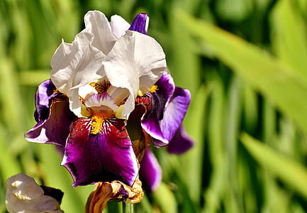 Iris, blomst, sommer, plante gul, haven, natur
