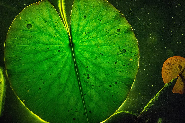 Leaf, ljus, grön natur, reflektion, näckros, Lily pad