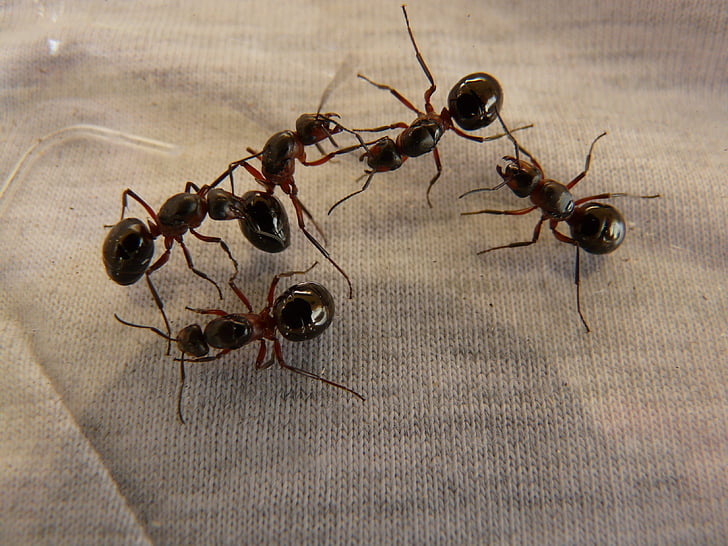 Las ant queens, mrówki, mrówki drewna, Formica, czerwony drewno ant, Mrówka Rudnica, Formica polyctena