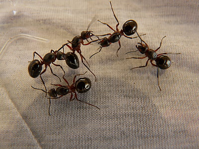 forest ant queens, ants, wood ants, formica, red wood ant, formica rufa, formica polyctena