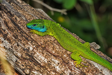 lizard, green lizard, reptile, green, lacerta viridis, nature, animal
