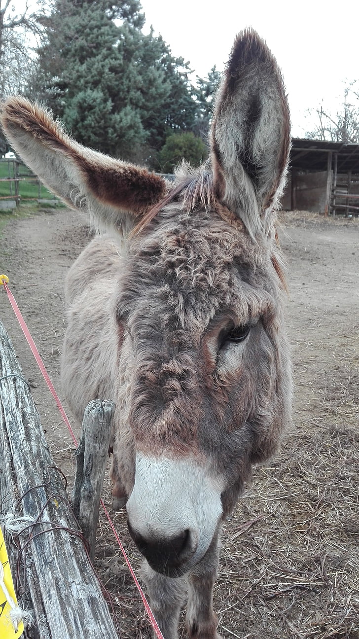 Donkey, đôi mắt, đồ ngọt