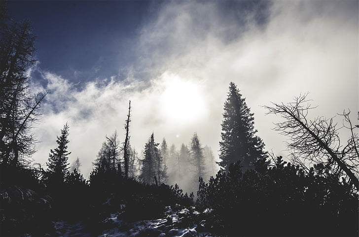 erdő, köd, köd, felhők, téli, hó, hideg