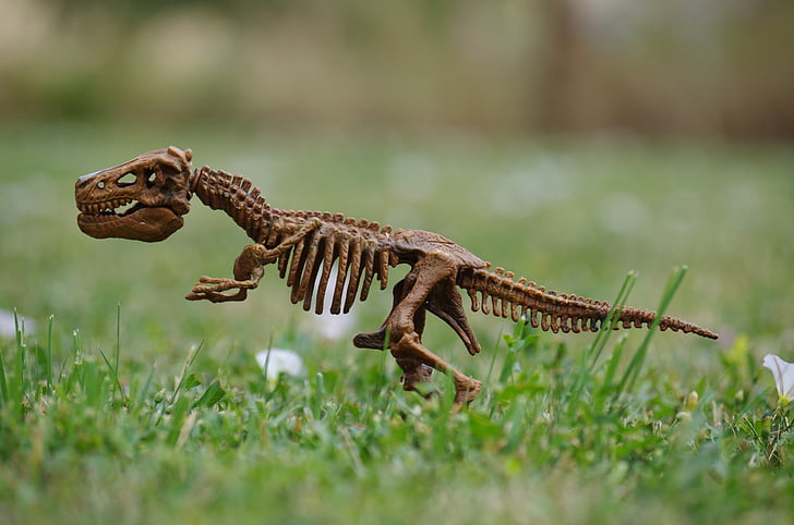dinosaure, ossos, Rex, joguina, herba