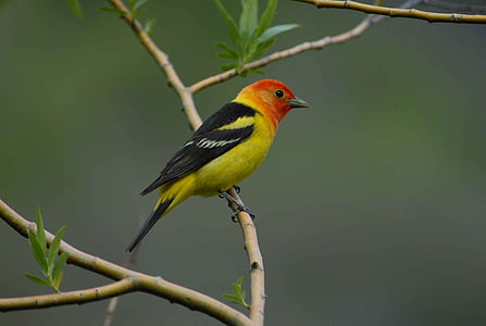 branch, perched, western, male, tanager, birds, animals