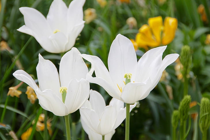 tulpės, balta, gėlė, šviesus