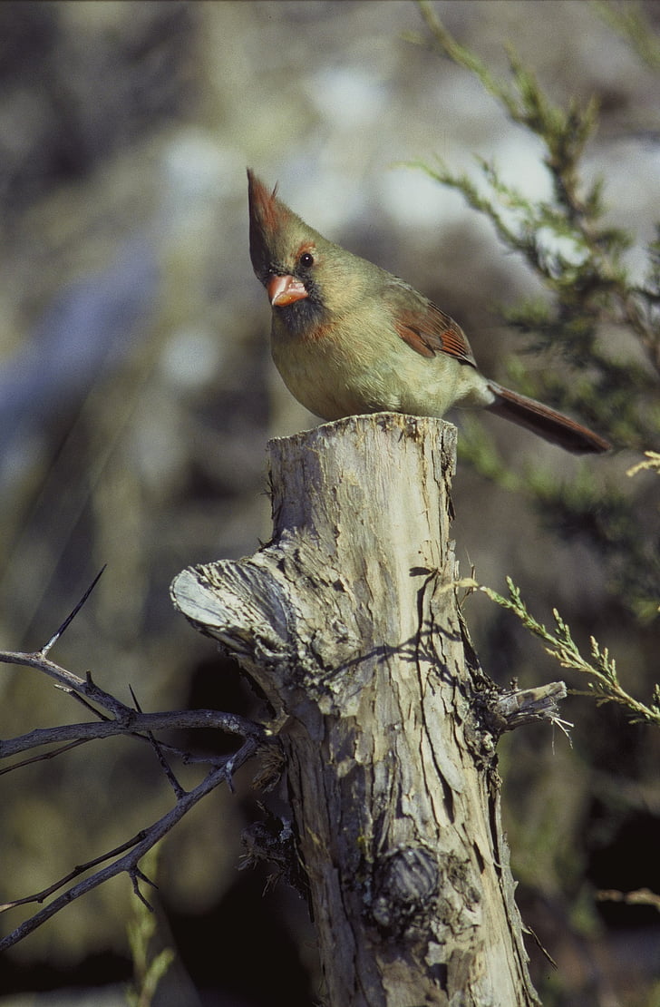 cardinal, female, bird, perched, stump, post, wildlife