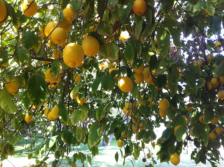 цитрусови плодове, лимони, органични, освежаване, вкусни, плодове, храна