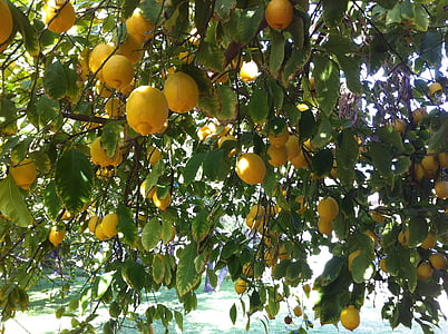 citrusinių vaisių, citrinos, organinių, atgaiva, skanus, vaisių, maisto
