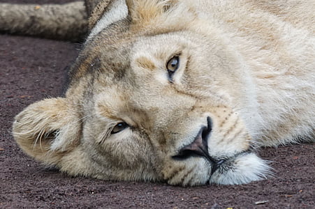 lioness, rest, carnivores