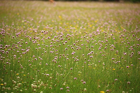 meadow, flowers, blossom, bloom, grass, flower meadow, plant